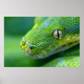Green Viper Poster (Vorne)