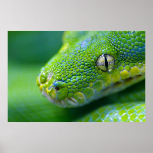 Green Viper Poster (Vorne)