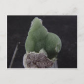 Green Wavellite Post Card Postkarte (Vorderseite)