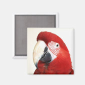 Green Wing Macaw Prinnie Parrot Magnet (Vorderseite/Rückseite)