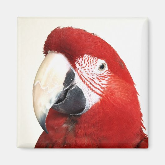 Green Wing Macaw Prinnie Parrot Magnet (Vorne)