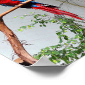 Green-Winged Macaw #2 Poster (Ecke)