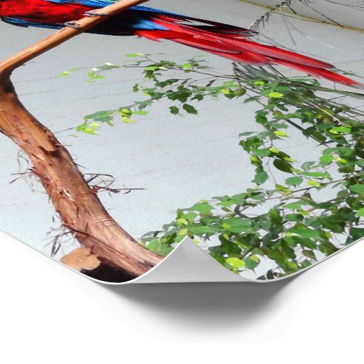 Green-Winged Macaw #2 Poster (Ecke)