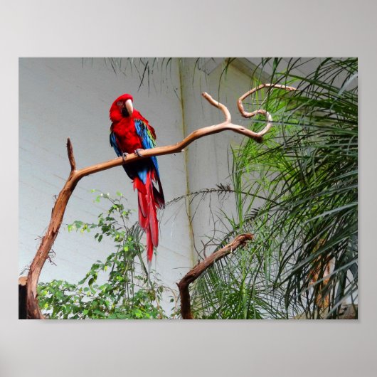 Green-Winged Macaw #2 Poster (Vorne)