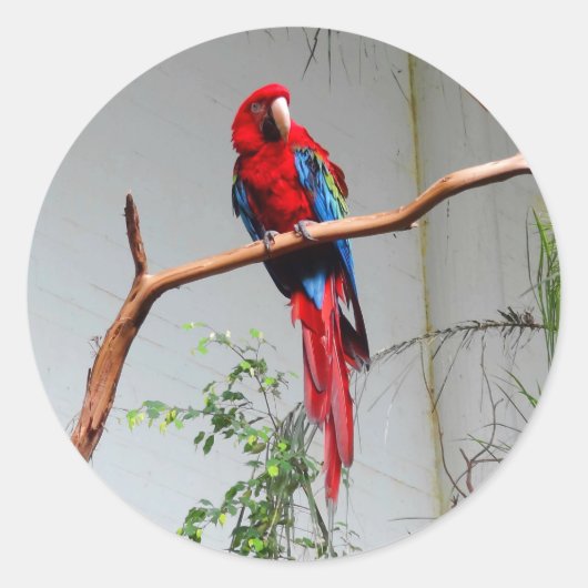 Green-Winged Macaw #2 Stickers (Vorderseite)