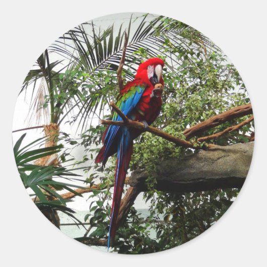 Green-Winged Macaw #4 Stickers (Vorderseite)