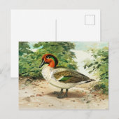 Green-winged teal postkarte (Vorne/Hinten)