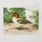 Green-winged teal postkarte (Vorderseite)
