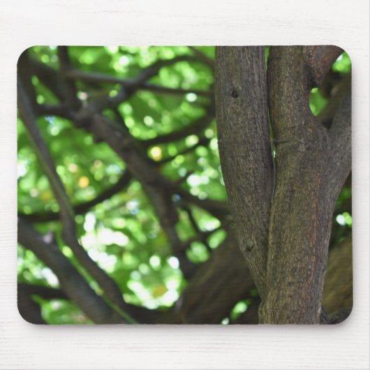 Green Wisteria Pergola Tree Nature Fotografy Mousepad (Vorne)