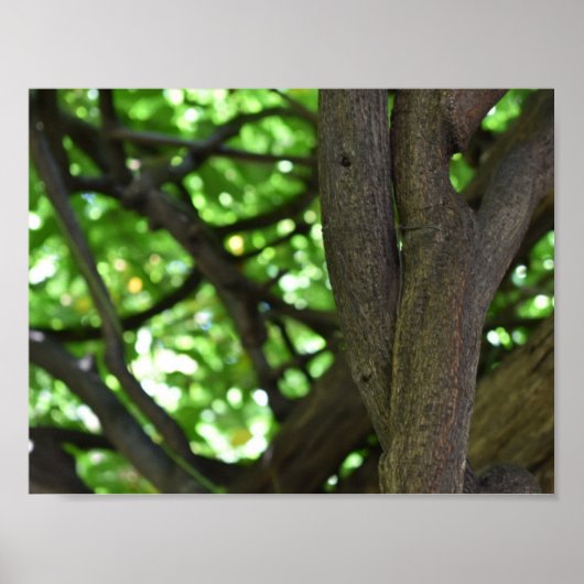 Green Wisteria Pergola Tree Nature Fotografy Poster (Vorne)