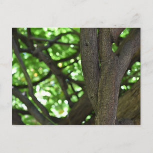 Green Wisteria Pergola Tree Nature Fotografy Postkarte