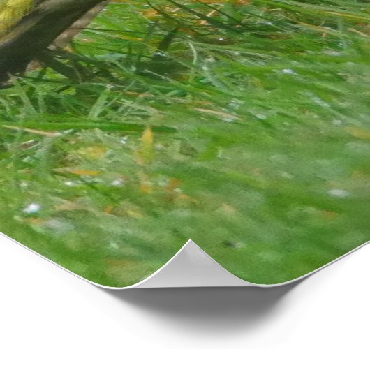 Green Woodpecker Poster (Ecke)