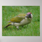 Green Woodpecker Poster (Vorne)