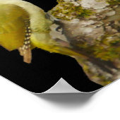 Green Woodpecker Poster (Ecke)