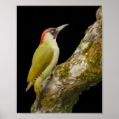 Green Woodpecker Poster (Vorne)