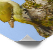 Green Woodpecker Poster (Ecke)