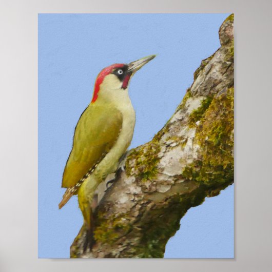 Green Woodpecker Poster (Vorne)