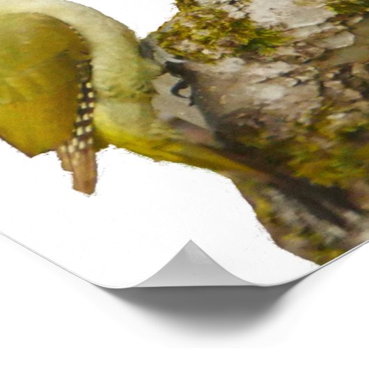 Green Woodpecker Poster (Ecke)
