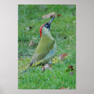Green Woodpecker Poster