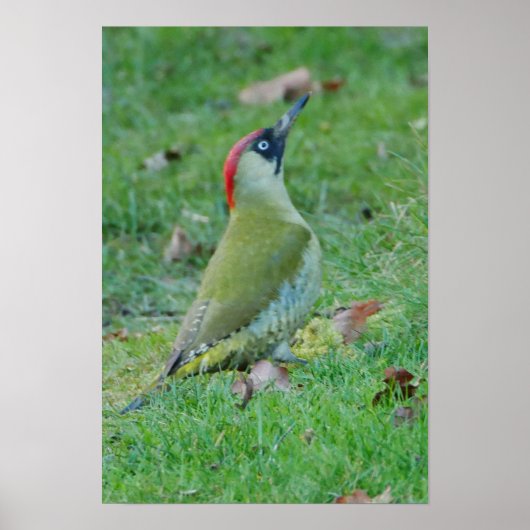 Green Woodpecker Poster (Vorne)