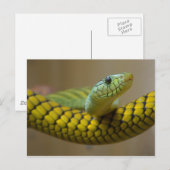 GREEN YELLOW SCALED SNAKE REPTILE FOTOGRAFIE POSTKARTE (Vorne/Hinten)