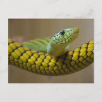 GREEN YELLOW SCALED SNAKE REPTILE FOTOGRAFIE