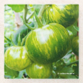 Green Zebra Heirloom Tomaten/Paradeiser auf Wein Glasuntersetzer (Vorderseite)