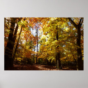 Greenbelt Park im Herbst II Maryland Naturszene Poster