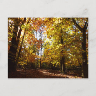 Greenbelt Park im Herbst II Maryland Naturszene Postkarte