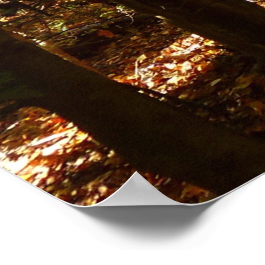 Greenbelt Park in Herbst I Maryland Landschaft Poster (Ecke)