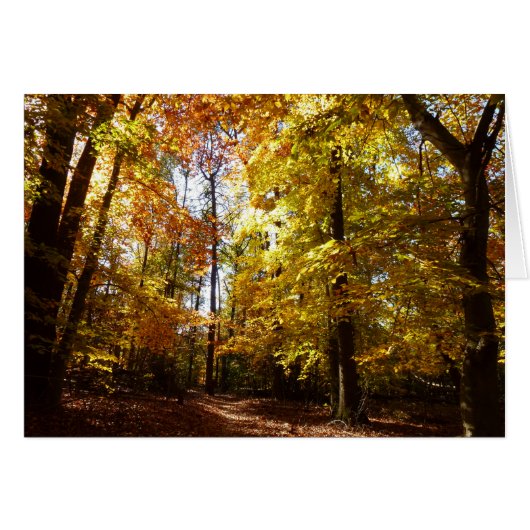 Greenbelt Park in Herbst II Maryland Naturlandscha (Vorderseite (Horizontal))