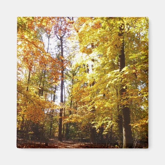 Greenbelt Park in Herbst II Maryland Naturlandscha Magnet (Vorne)