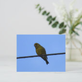 Greenfinch Postkarte (Stehend Vorderseite)