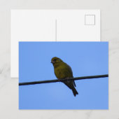Greenfinch Postkarte (Vorne/Hinten)