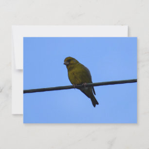 Greenfinch Postkarte