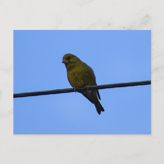 Greenfinch Postkarte (Vorderseite)