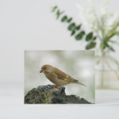 Greenfinch-Postkarte Postkarte (Stehend Vorderseite)