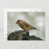 Greenfinch-Postkarte Postkarte (Vorne/Hinten)