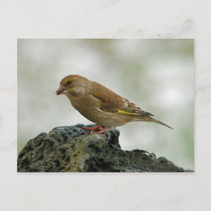 Greenfinch-Postkarte Postkarte
