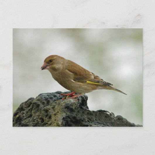 Greenfinch-Postkarte Postkarte (Vorderseite)