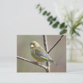 Greenfinch-Postkarte Postkarte (Stehend Vorderseite)