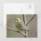 Greenfinch-Postkarte Postkarte (Vorne/Hinten)