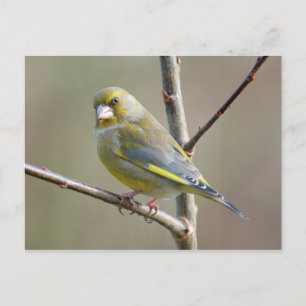 Greenfinch-Postkarte Postkarte