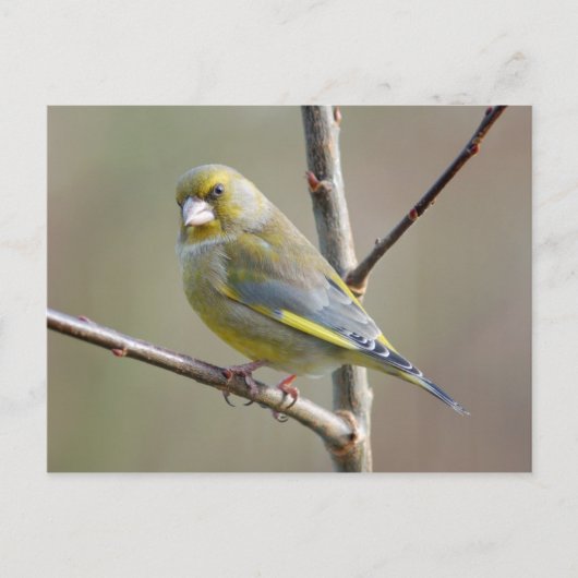 Greenfinch-Postkarte Postkarte (Vorderseite)