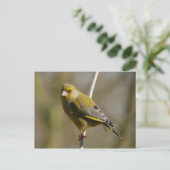 Greenfinch-Postkarte Postkarte (Stehend Vorderseite)