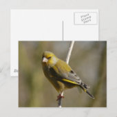 Greenfinch-Postkarte Postkarte (Vorne/Hinten)