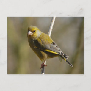 Greenfinch-Postkarte Postkarte