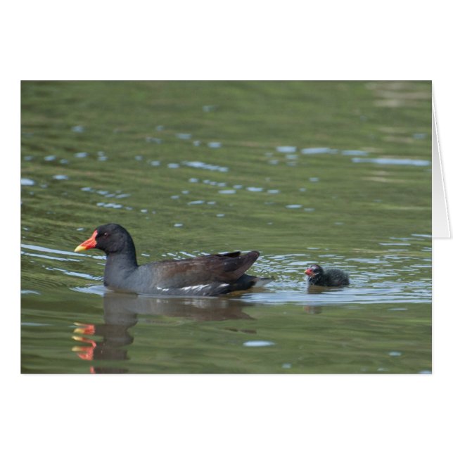 Greenhill Moorhens (Vorderseite (Horizontal))