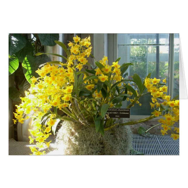 Greenhouse-Blume (Vorderseite (Horizontal))