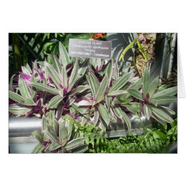 Greenhouse Blume Eleven